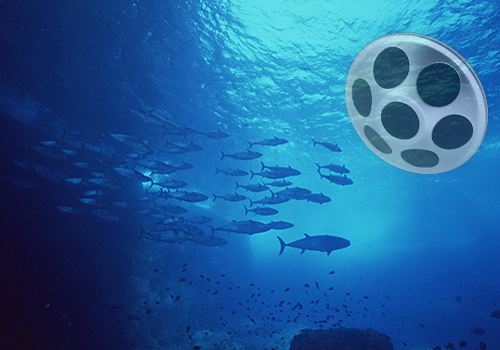 網(wǎng)箱點(diǎn)魚(yú)器 網(wǎng)箱點(diǎn)魚(yú)器